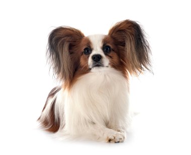 Beyaz arkaplan önünde papillon köpek