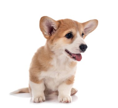 Genç Pembroke Galsh Corgi beyaz arkaplan önünde