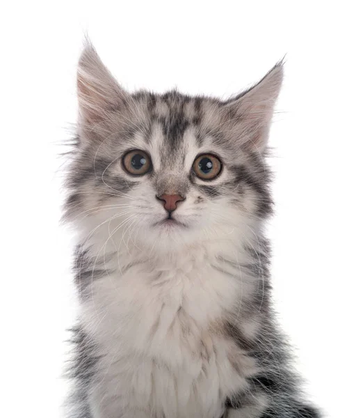 Young Kurilian Bobtail Front White Background — Stock Photo, Image