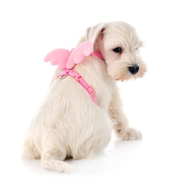 beyaz arkaplan önünde beyaz minyatür schnauzer