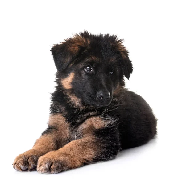 Puppy Duits Herder Voorkant Van Witte Achtergrond — Stockfoto