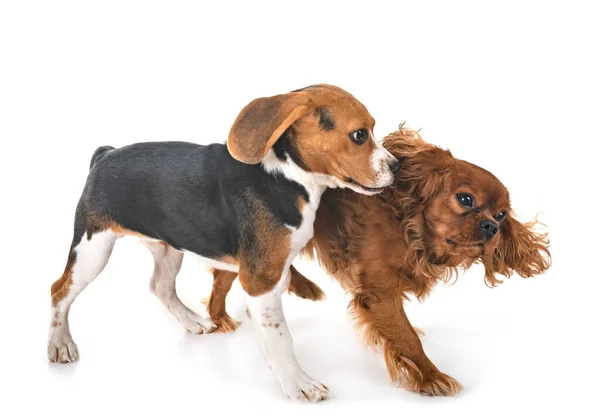 Beagle Perro Cavalier Rey Charles Frente Fondo Blanco — Foto de Stock