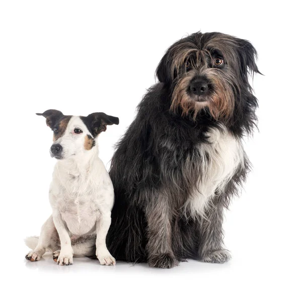 Jack Russel Terrier Pyrenean Sheepdog Front White Background — Stock Photo, Image