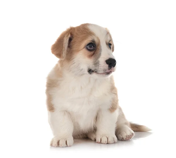 Jovem Pembroke Galês Corgi Frente Fundo Branco — Fotografia de Stock