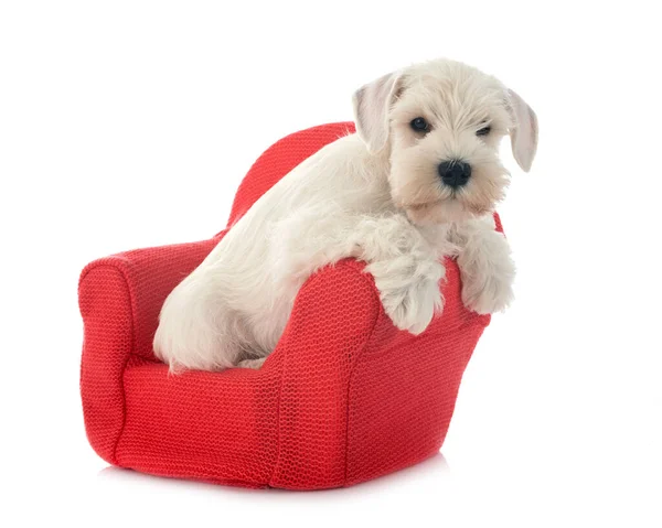 Witte Miniatuur Schnauzer Voorkant Van Witte Achtergrond — Stockfoto