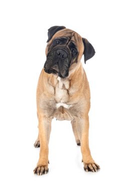 Beyaz arka planda boğa güreşi