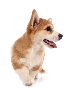 Genç Pembroke Galsh Corgi beyaz arkaplan önünde