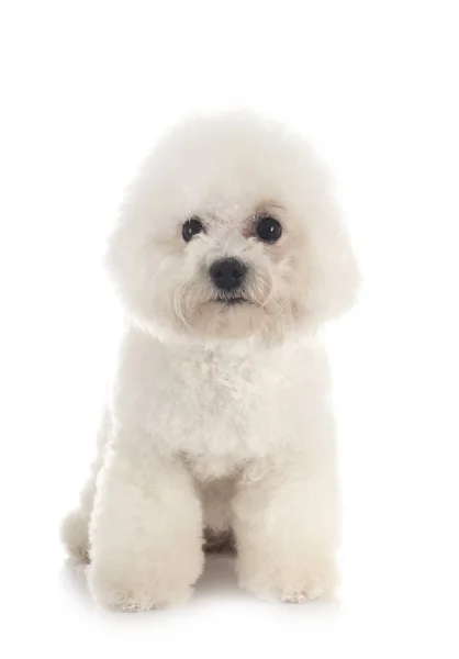 年轻的Bichon Frise在白色背景前 — 图库照片