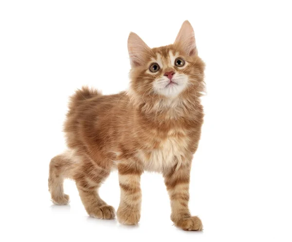 Young Kurilian Bobtail Front White Background — Stock Photo, Image