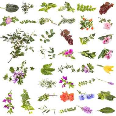 Beyaz arkaplan önünde yaprak ve çiçekler