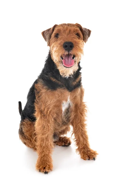 Welsh Terrier Front White Background — Stock Photo, Image