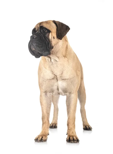 Ung Bullmastiff Framför Vit Bakgrund — Stockfoto