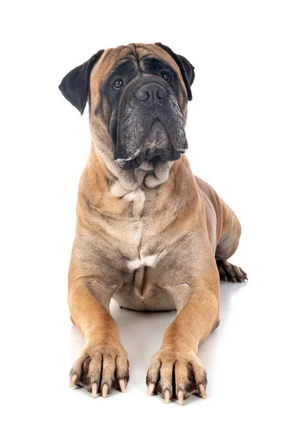 Stier Mastiff Voorkant Van Witte Achtergrond — Stockfoto