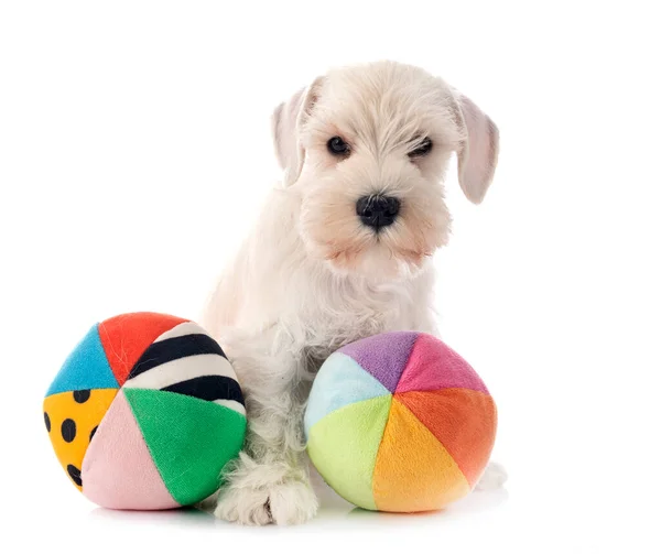 Witte Miniatuur Schnauzer Voorkant Van Witte Achtergrond — Stockfoto