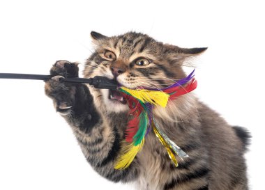 Beyaz arkaplan önünde Kurilian Kısakuyruğu