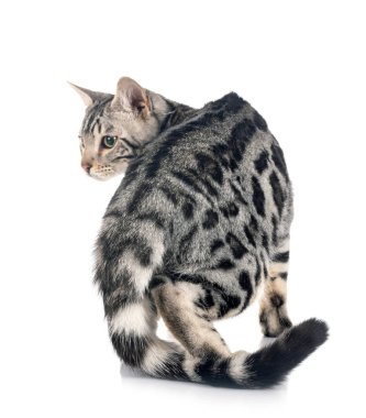 Bengal kedisi beyaz arka planda