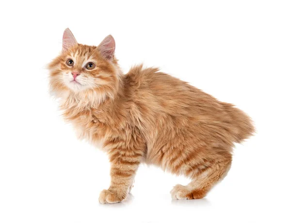 Kurilian Bobtail Front White Background — Stock Photo, Image