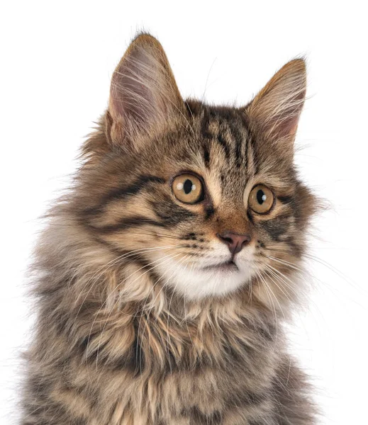 Kurilian Bobtail Front White Background — Stock Photo, Image