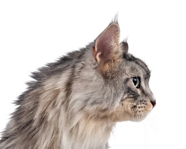 Maine Coon Chat Face Fond Blanc — Photo