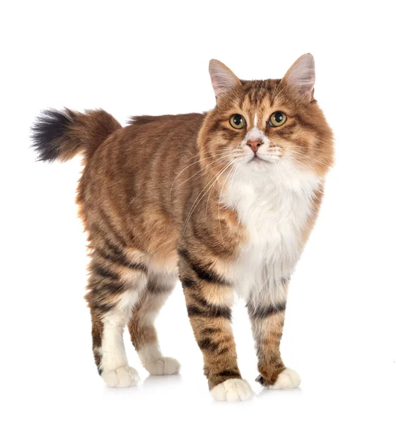 Kurilian Bobtail Front White Background — Stock Photo, Image