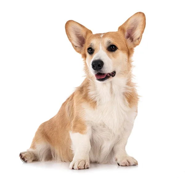 Jovem Pembroke Galês Corgi Frente Fundo Branco — Fotografia de Stock