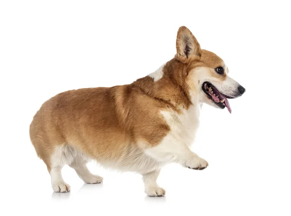 Mladý Pembroke Welsh Corgi Před Bílým Pozadím — Stock fotografie