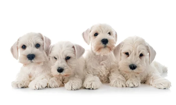 White Miniature Schnauzers Front White Background — Stock Photo, Image