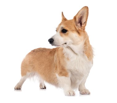 Genç Pembroke Galsh Corgi beyaz arkaplan önünde