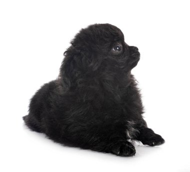 Beyaz arka planda küçük bir chihuahua