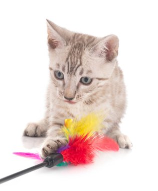 Bengal kedisi beyaz arka planda