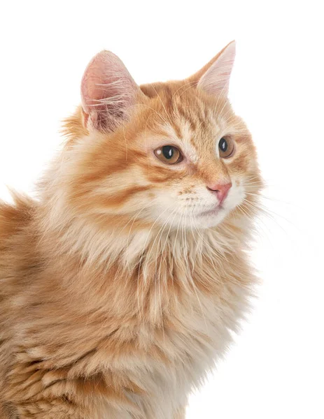 Kurilian Bobtail Front White Background — Stock Photo, Image