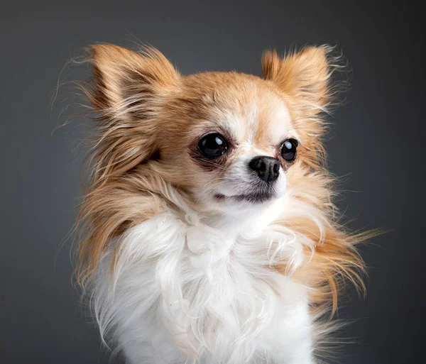 Chihuahua Frente Fondo Oscuro — Foto de Stock