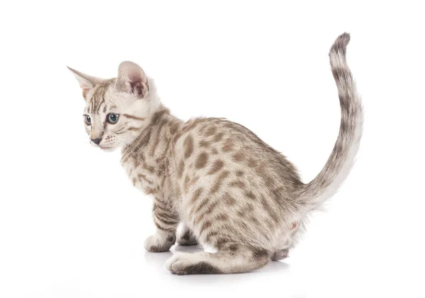 stock image bengal cat in front of white background