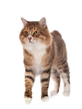 Beyaz arkaplan önünde Kurilian Kısakuyruğu