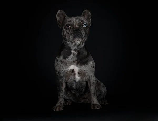 French Bulldog Front Black Background — Stock Photo, Image