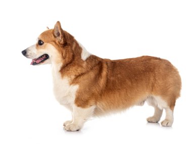 Genç Pembroke Galsh Corgi beyaz arkaplan önünde
