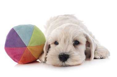 beyaz arkaplan önünde beyaz minyatür schnauzer