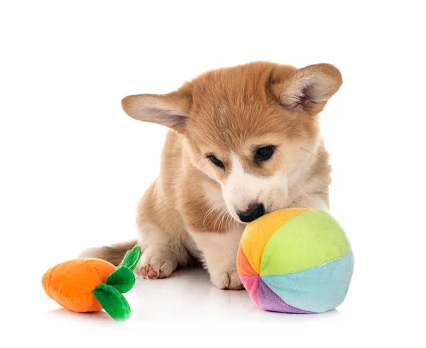 Joven Pembroke Galés Corgi Frente Fondo Blanco — Foto de Stock