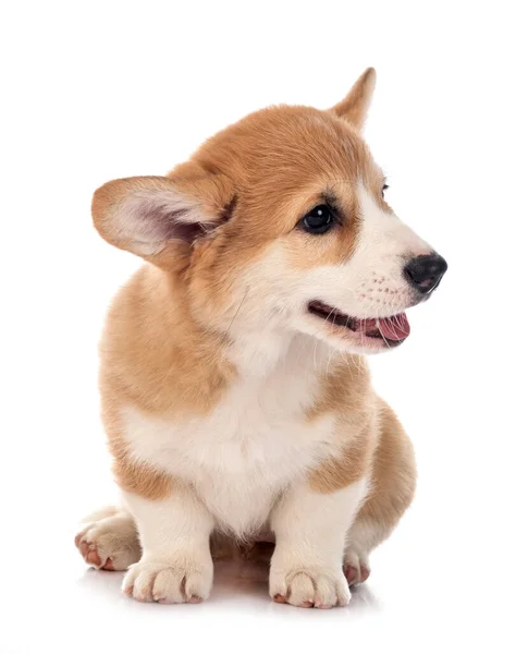 Νεαρός Pembroke Welsh Corgi Μπροστά Από Λευκό Φόντο — Φωτογραφία Αρχείου