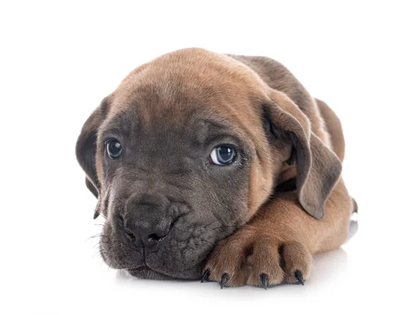 Cachorro Mastín Italiano Frente Fondo Blanco — Foto de Stock