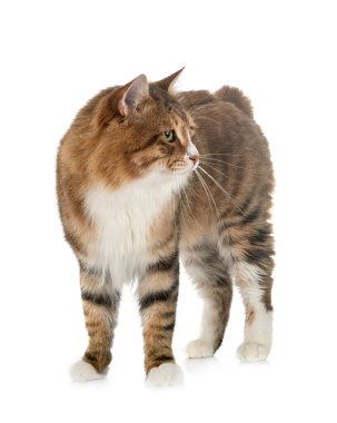 Beyaz arkaplan önünde Kurilian Kısakuyruğu