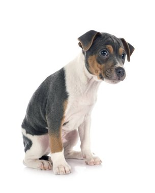 Beyaz arkaplan önünde Brezilya Teriyeri