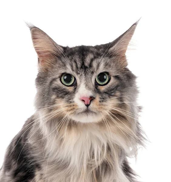 Maine Coon Kat Voorkant Van Witte Achtergrond — Stockfoto