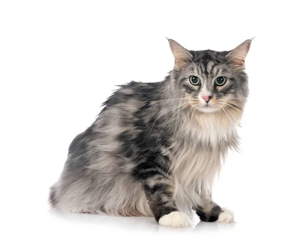 Maine Coon Cat Front White Background — Stock Photo, Image