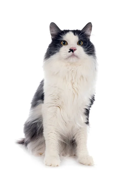 Young Kurilian Bobtail Front White Background — Stock Photo, Image