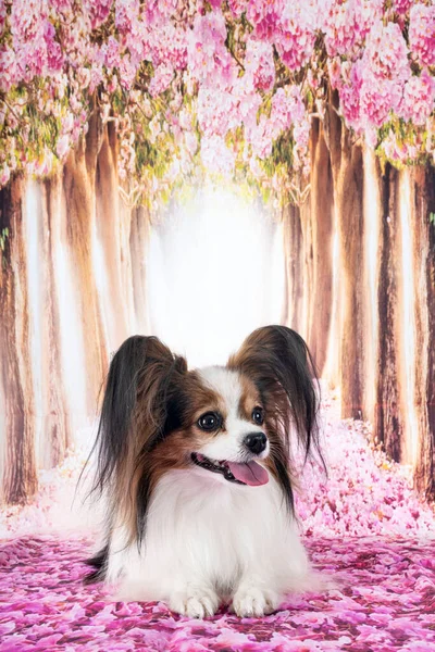 Papillon Cane Fronte Primavera Sfondo — Foto Stock