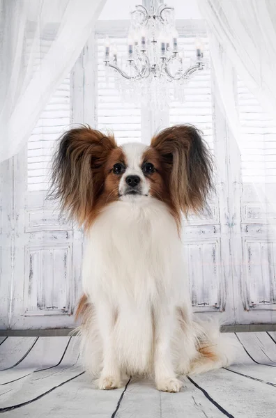Gri arkaplan önünde papillon köpek