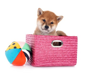 Beyaz arka planda köpek yavrusu shiba inu