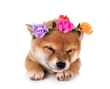 Beyaz arka planda köpek yavrusu shiba inu