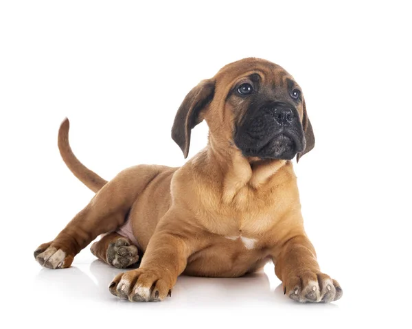 Chiot Italien Mastiff Face Fond Blanc — Photo